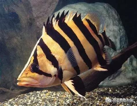 虎魚飼養|比較齊全的虎魚品種圖鑑參考和飼養攻略 